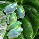 Katak Kaca Punya Tubuh Transparan, Organ Dalamnya Bisa Terlihat