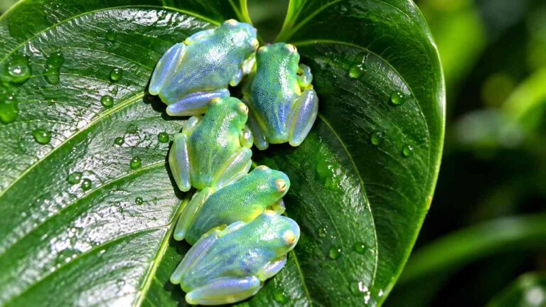 Katak Kaca Punya Tubuh Transparan, Organ Dalamnya Bisa Terlihat