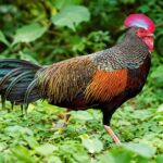 Mengenal Ayam Hutan, Leluhur Ayam Modern yang Hidup Liar di Alam