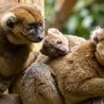Mengenal Greater Bamboo Lemur, Primata Langka dengan Pola Makan Unik