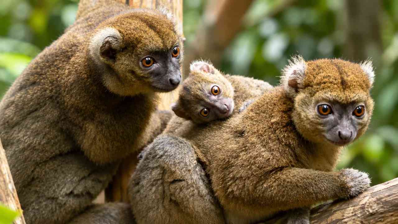 Mengenal Greater Bamboo Lemur, Primata Langka dengan Pola Makan Unik
