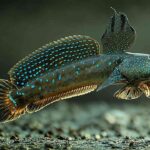 Mengenal Ikan Mudskipper dan Adaptasi Uniknya untuk Hidup di Darat