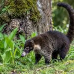 Mountain Coati Punya Moncong Unik, Mamalia Andes Ini Jarang Terlihat