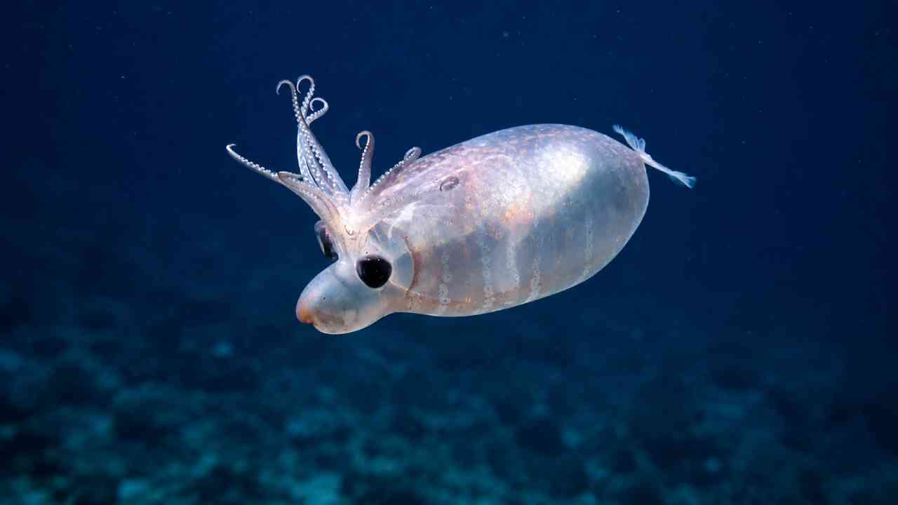 Piglet-Squid-Cumi-Cumi-Transparan-Berwajah-Mirip-Anak-Babi