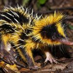 Tahukah Kamu? Lowland Streaked Tenrec Bisa Berkomunikasi Lewat Duri