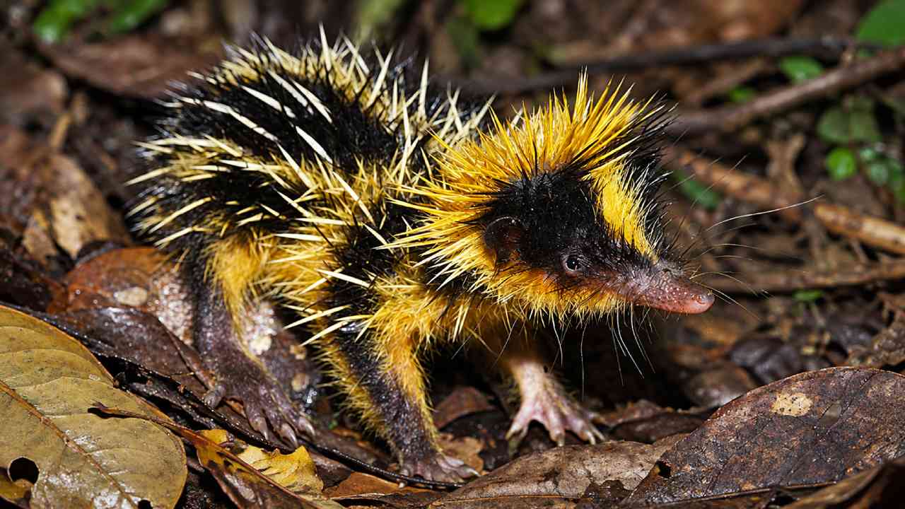 Tahukah Kamu? Lowland Streaked Tenrec Bisa Berkomunikasi Lewat Duri