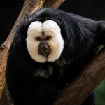 White-Footed Saki Sulit Dijumpai karena Hidup Tinggi di Kanopi Hutan Amazon