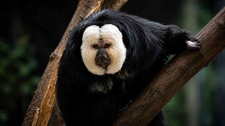 White-Footed Saki Sulit Dijumpai karena Hidup Tinggi di Kanopi Hutan Amazon