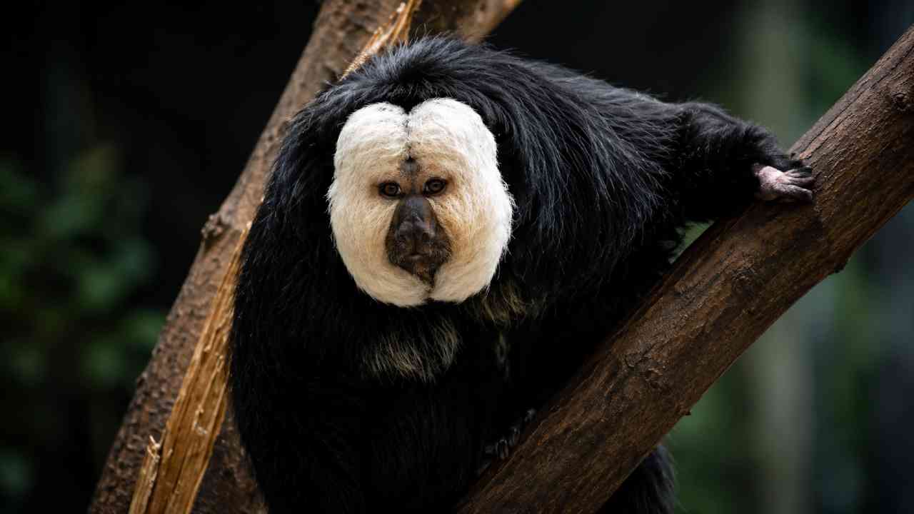 White-Footed Saki Sulit Dijumpai karena Hidup Tinggi di Kanopi Hutan Amazon