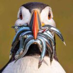 Burung Puffin Membawa Banyak Ikan Sekaligus dalam Paruhnya