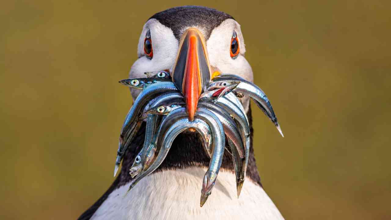 Burung Puffin Membawa Banyak Ikan Sekaligus dalam Paruhnya