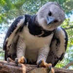 Elang Harpy Punya Cakar Raksasa untuk Berburu di Hutan