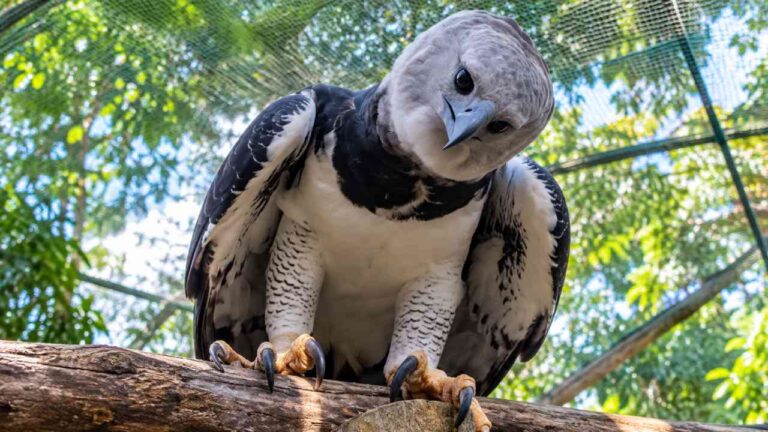 Elang Harpy Punya Cakar Raksasa untuk Berburu di Hutan