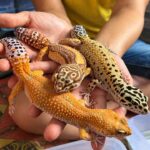 Gecko Tokek Bisa Menempel di Dinding Tanpa Menggunakan Perekat
