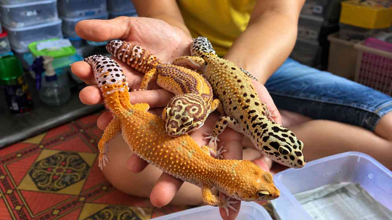 Gecko Tokek Bisa Menempel di Dinding Tanpa Menggunakan Perekat