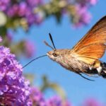 Hummingbird Hawk-Moth, Ngengat yang Terbang Mirip Burung Kolibri