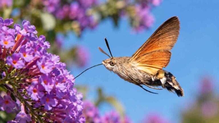 Hummingbird Hawk-Moth, Ngengat yang Terbang Mirip Burung Kolibri