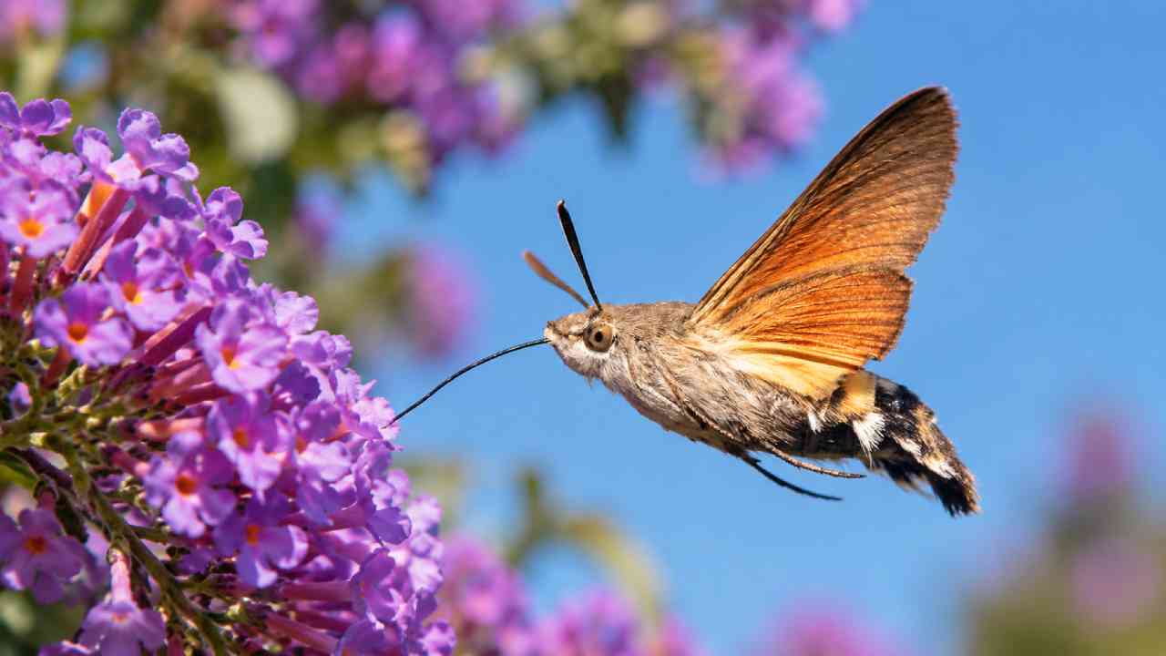 Hummingbird Hawk-Moth, Ngengat yang Terbang Mirip Burung Kolibri