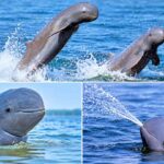 Irrawaddy Dolphin, Lumba-Lumba Unik Asia yang Semakin Langka