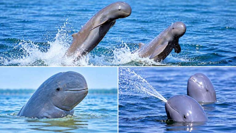 Irrawaddy Dolphin, Lumba-Lumba Unik Asia yang Semakin Langka
