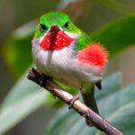 Menelusuri Kehidupan Rahasia Narrow-Billed Tody yang Mungil
