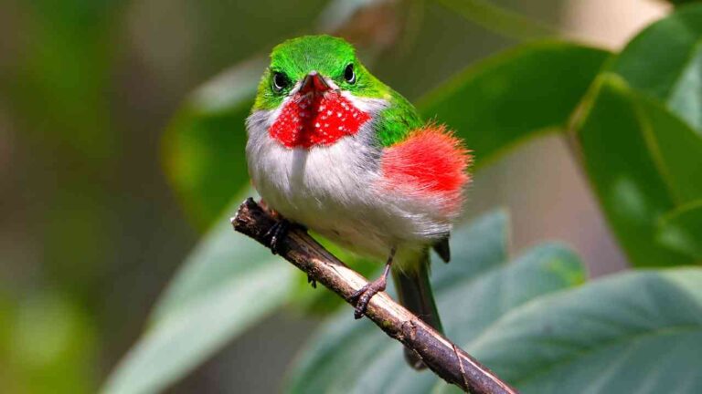 Menelusuri Kehidupan Rahasia Narrow-Billed Tody yang Mungil
