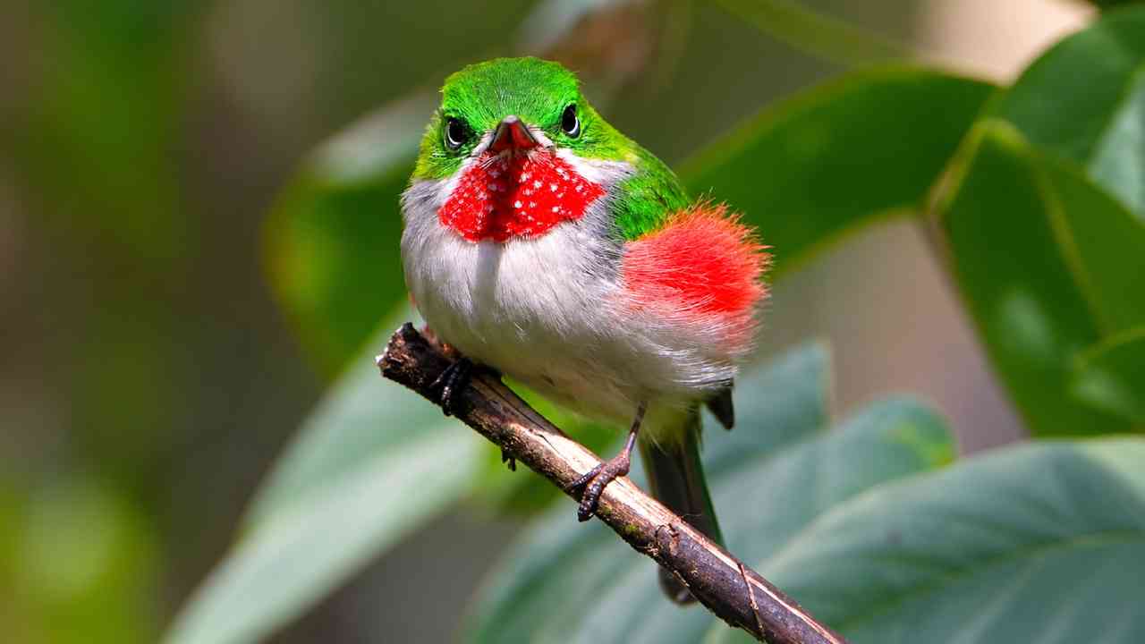 Menelusuri Kehidupan Rahasia Narrow-Billed Tody yang Mungil