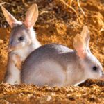 Mengenal Greater Bilby, Marsupial Unik Bertelinga Panjang dari Australia