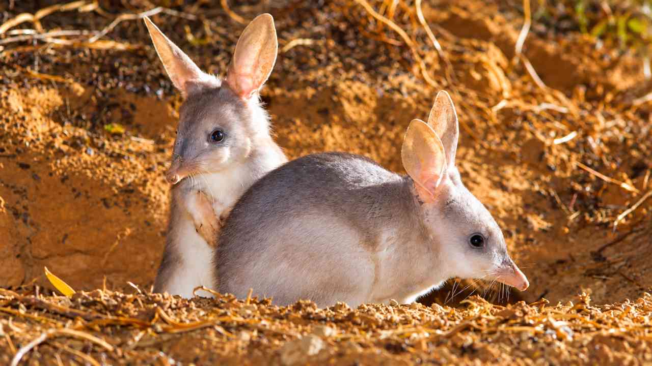 Mengenal Greater Bilby, Marsupial Unik Bertelinga Panjang dari Australia
