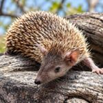 Mirip Landak Mini, Greater Hedgehog Tenrec Ternyata Bukan Landak