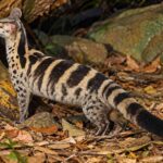 Owston's Civet, Musang Unik Asia yang Makin Sulit Dijumpai