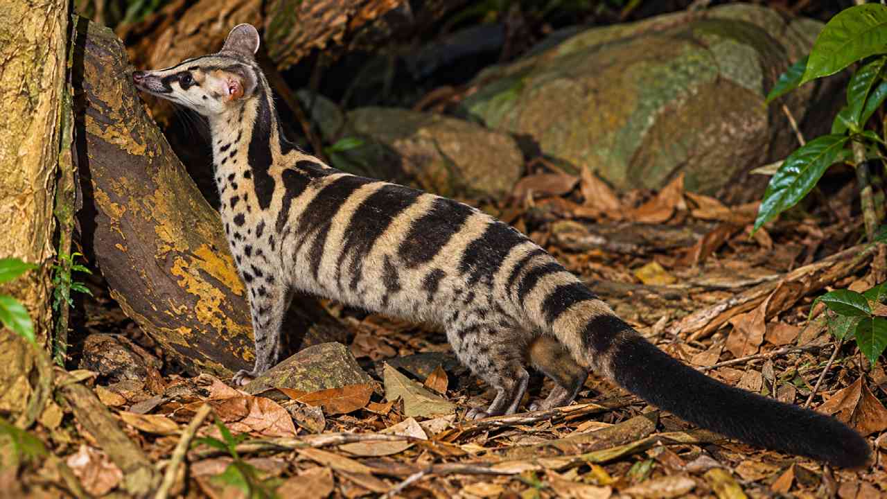 Owston's Civet, Musang Unik Asia yang Makin Sulit Dijumpai