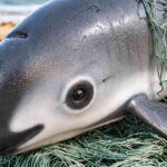 Vaquita, Mamalia Laut Mungil Bermata Unik yang Terancam Punah